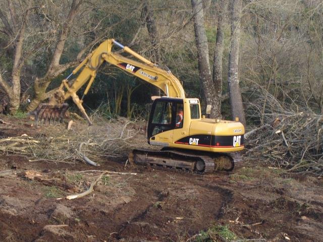 LSP- the beginning, 2008-11 Cambridge Tree Trust